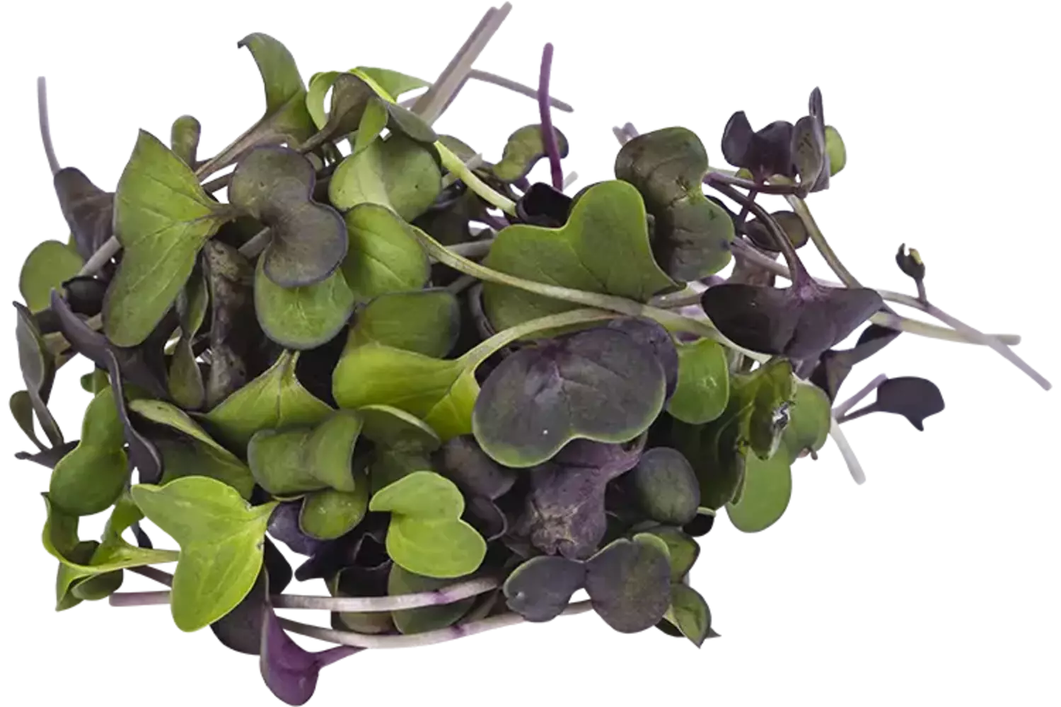Sango cress 50gr stuk 1